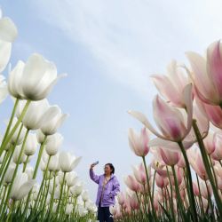  Imagen de una turista tomando fotografías en una plantación de tulipanes, en el poblado de Donghuangtuo del distrito de Luannan, en la provincia de Hebei, en el norte de China. | Foto:Xinhua/Yang Shiyao