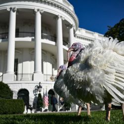 Peach y Blossom, los pavos nacionales del Día de Acción de Gracias, son vistos en el jardín sur de la Casa Blanca antes de recibir el indulto presidencial del presidente estadounidense Joe Biden en Washington, DC. | Foto:DREW ANGERER / AFP