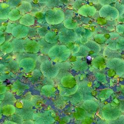Vista aérea de agricultores cosechando fruta de gorgona, en la aldea de Shenyu de la ciudad de Taizhou, en la provincia de Jiangsu, en el este de China. | Foto:Xinhua/Tang Dehong