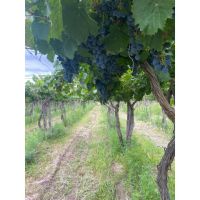 "La Familia Alvarez-Yaciofano: Un Legado de Tradición e Innovación"