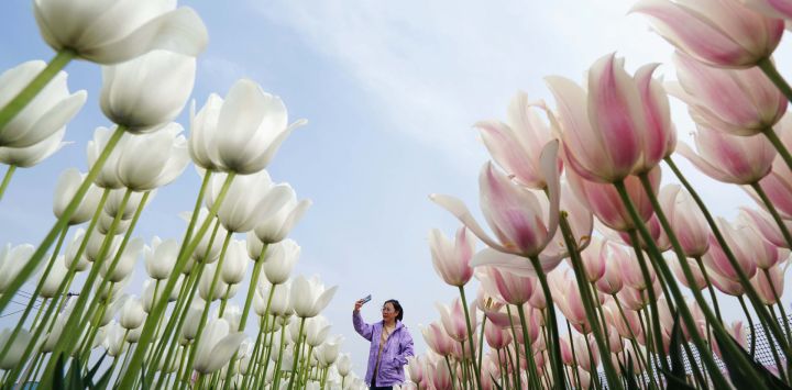  Imagen de una turista tomando fotografías en una plantación de tulipanes, en el poblado de Donghuangtuo del distrito de Luannan, en la provincia de Hebei, en el norte de China.