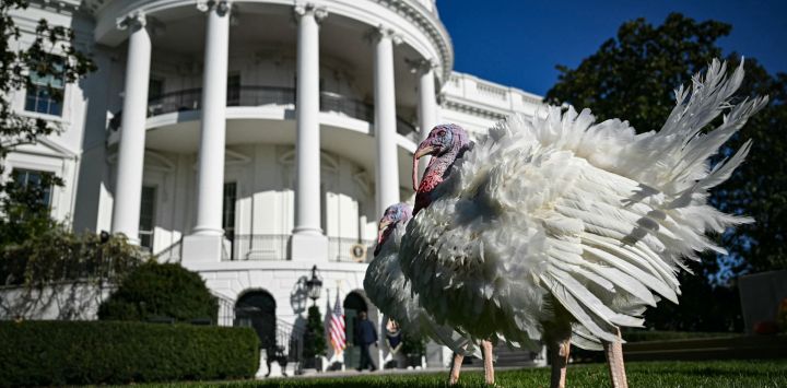 Peach y Blossom, los pavos nacionales del Día de Acción de Gracias, son vistos en el jardín sur de la Casa Blanca antes de recibir el indulto presidencial del presidente estadounidense Joe Biden en Washington, DC.