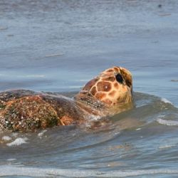 Es el animal vivo más grande de esta especie que ingresó hasta el presente a la Fundación Mundo Marino,