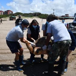 El estado de conservación de la tortuga cabezona es “vulnerable”