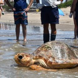 El reptil fue hallado varado con un cuadro de debilidad generalizada a fines de octubre en una playa de la localidad costera de Las Toninas