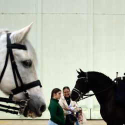 Caballos de Pura Raza Española en la imagen durante el Salón Internacional del Caballo Sicab 2024 en Sevilla. | Foto:CRISTINA QUICLER / AFP