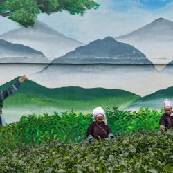 Imagen de agricultores recolectando hojas de té, en el distrito de Pu'an, en la provincia de Guizhou, en el suroeste de China. | Foto:Xinhua/Yang Wenbin
