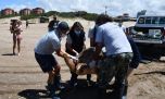 Así regresaron al mar a una gigantesca tortuga cabezona 