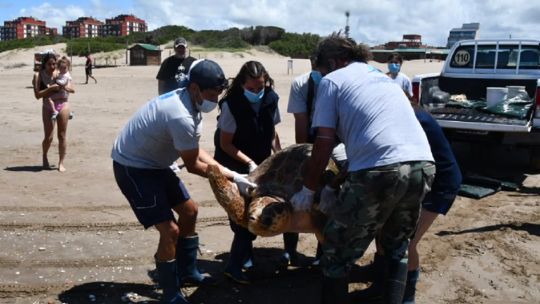 Así regresaron al mar a una gigantesca tortuga cabezona