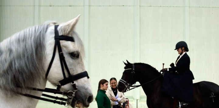 Caballos de Pura Raza Española en la imagen durante el Salón Internacional del Caballo Sicab 2024 en Sevilla.