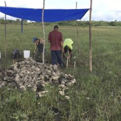 Los arqueólogos trabajan para excavar sedimentos con el fin de datar los canales pre-mayas descubiertos en Belice