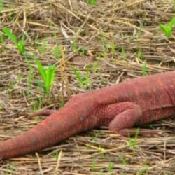 Se determina un límite de 40.000 cueros de iguana por cada acopiador,