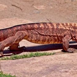 Se establecen normas rigurosas para los cazadores y acopiadores, 