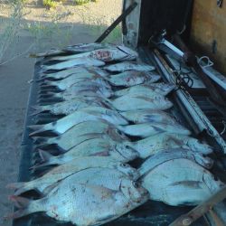 Claromecó, con sus saltos y pedregales es una excelente alternativa para intentar con el sargo, también lo son todo punto de la costa con pedregales a los que la especie se afinca para alimentarse. 