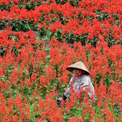Un trabajador agrícola cuida flores en un campo en Hanoi, Vietnam. | Foto:NHAC NGUYEN / AFP