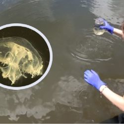 Los especialistas aún no saben cómo esta especie oriunda de China llegó a Misiones. o saben ´3en gas