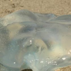 Son uno de los animales más temidos, sobre todo, en la época veraniega cuando aparecen en las playas.