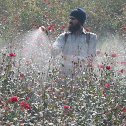 Un agricultor riega plantas de rosas en un campo en las afueras de Lahore, Pakistán. | Foto:Arif Ali / AFP