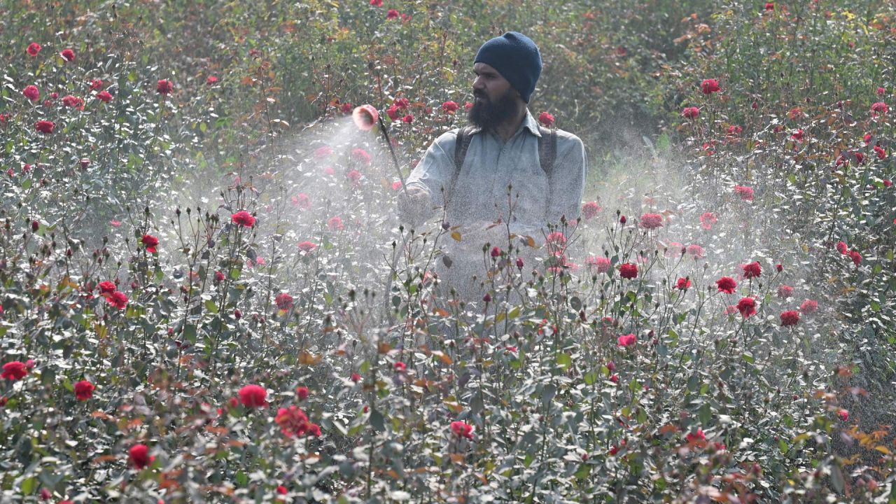 Un agricultor riega plantas de rosas en un campo en las afueras de Lahore, Pakistán. | Foto:Arif Ali / AFP