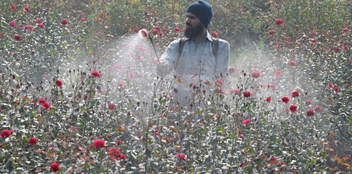 Un agricultor riega plantas de rosas en un campo en las afueras de Lahore, Pakistán.