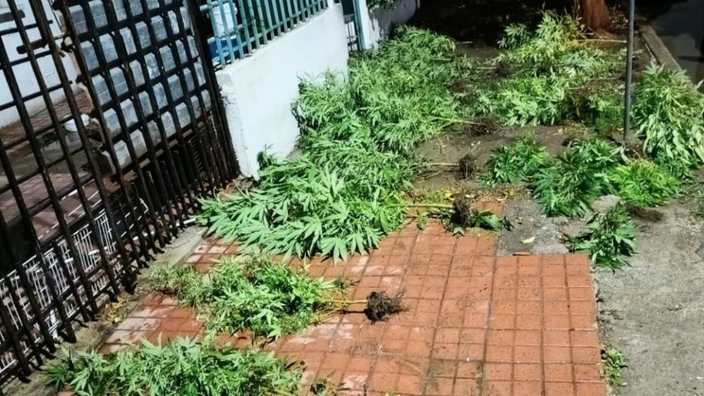 Plantas de marihuana secuestradas