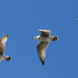 "Más Vale Volando" es la jornada anual de concientización contra el tráfico ilegal de fauna silvestre