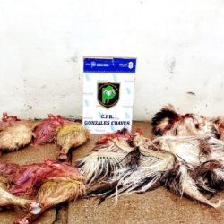 Parte de los restos de ñandú faenados.