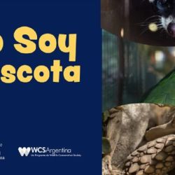 La campaña busca desalentar la demanda de fauna silvestre como animales domésticos.