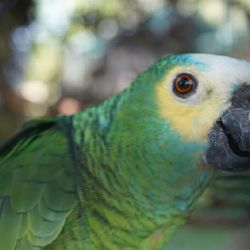 Se focaliza en las consecuencias irreversibles del comercio ilegal sobre los animales silvestres en Argentina