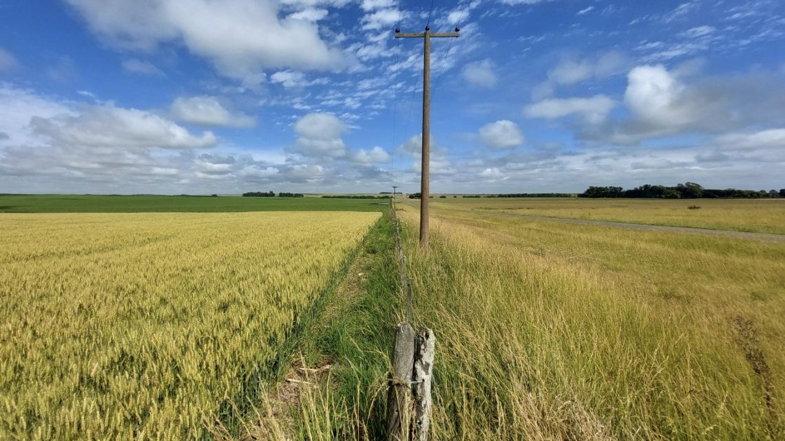 A wheat field, on the left, in Buenos Aires Province on November 28.