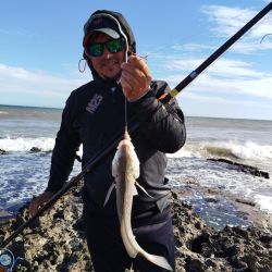 Las corvinas dijeron presente en la previa a uno de los grandes torneos que tendrá este balneario en el verano.