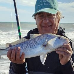 Las corvinas dijeron presente en la previa a uno de los grandes torneos que tendrá este balneario en el verano.
