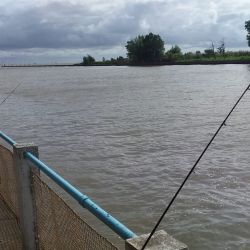 Las bogas de baja talla abundan en este legendario pesquero de la localidad de Punta Lara.