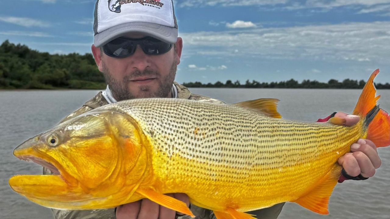 Lingotes dorados entre Fighiera y Arroyo Seco Weekend