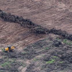 El norte argentino es la región más afectada por los desmontes.