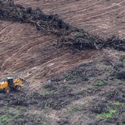 En los primeros 10 meses del año, la deforestación en Santiago del Estero alcanzó las 45.137 hectáreas.