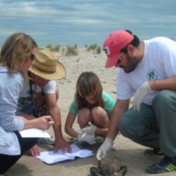 La ciudadanía participa del proyecto realizando recorridas de playa de forma periódica. 