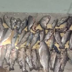 En los controles se procedió a decomisar un total de 77 truchas arcoíris. Además, se labraron 27 actas de infracción y secuestraron 16 equipos de pesca. 