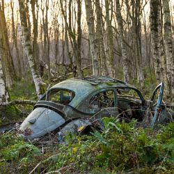 En la foto se ve un Volkswagen VW Beetle estacionado en un pantano cerca de Diepholz, en el norte de Alemania. En los pantanos del norte de Alemania, en las décadas de 1950 y 1960, muchos automóviles fueron estacionados y desechados por sus propietarios en sus propios terrenos. | Foto:INA FASSBENDER / AFP