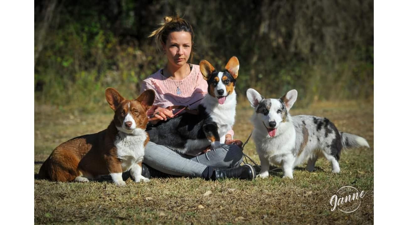 WelshCorgiCardigan: Un Pastor de Patas Cortas. Por Veronica Lesman