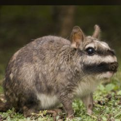 La vizcacha es uno de los mamíferos más buscados por los traficantes de fauna silvestre.