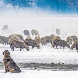 Imagen de ovejas buscando alimentos después de una nevada, en Gostivar, Macedonia del Norte. | Foto:Xinhua/Tomislav Georgiev
