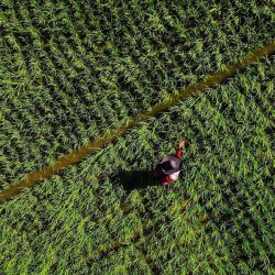Una fotografía aérea muestra a un agricultor rociando fertilizante en un campo de arroz en Lhoknga, provincia de Aceh, Indonesia. | Foto:CHAIDEER MAHYUDDIN / AFP