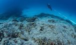 Un explorador español descubrió el coral más grande del mundo en las Islas Salomón 