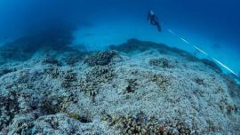 Está formado por millones de pólipos.