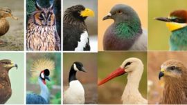 El tráfico de fauna silvestre preocupa a las autoridades de Mendoza.