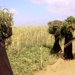 Los agricultores yemeníes llevan verduras que han cosechado en un campo en el distrito de Abs, en el norte de Yemen, en la gobernación de Hajjah. | Foto:ESSA AHMED / AFP