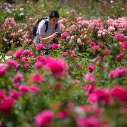 Un hombre toma una fotografía de ejemplares de rosas en uno de los sectores del Rosedal de Buenos Aires. El Rosedal, el emblemático e icónico paseo de la capital argentina, con más de 18.000 rosas, celebra 110 años desde su apertura, con funcionarios y operarios que trabajan a diario para su mantenimiento, no solo en materia de jardinería, sino también en el aspecto patrimonial y por su valioso rol ambiental en medio de una ciudad cosmopolita. | Foto:Xinhua/Martín Zabala