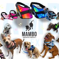 MAMBO