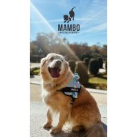 MAMBO